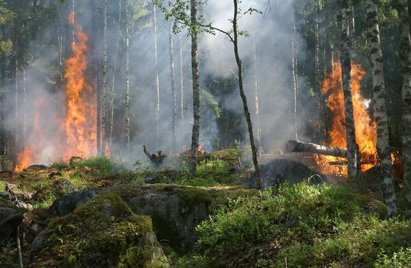 Ausgebrochenes Feuer in einem dicht besiedelten Wald mit B&auml;umen und Moos.