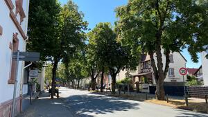 Stadtbäume Darmstädter Strasse