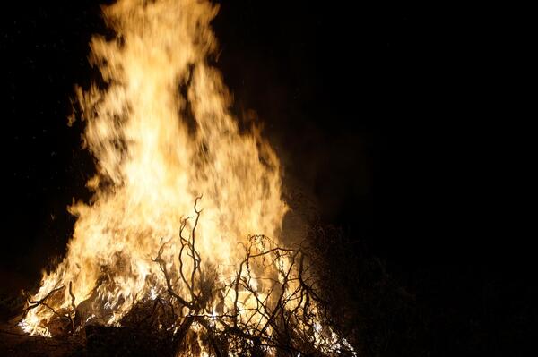 Feuer Baum