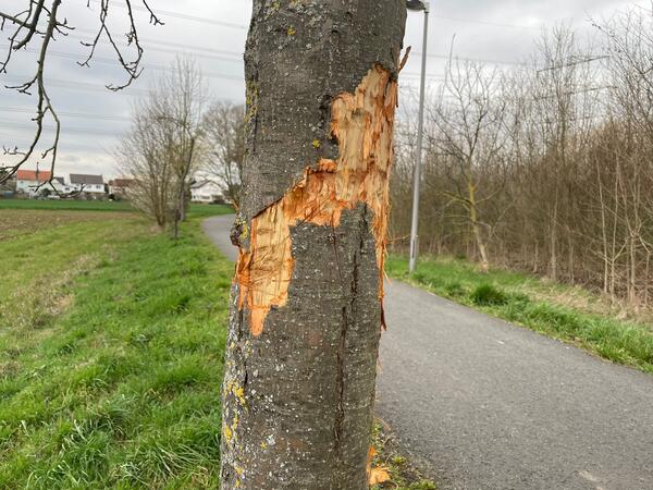 Vandalismus_Apfelbaum