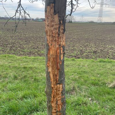 Baum-Vandlismus Apfelbaum Ansicht 2