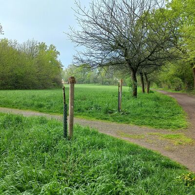 Baum-Vandalismus Ulmen Fasanerie