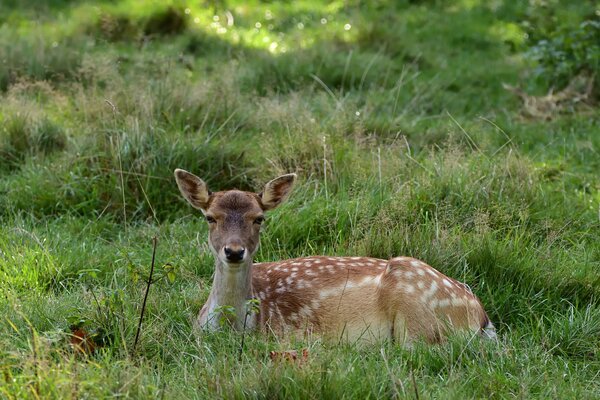 Brut- und Setzzeit Rehkitz