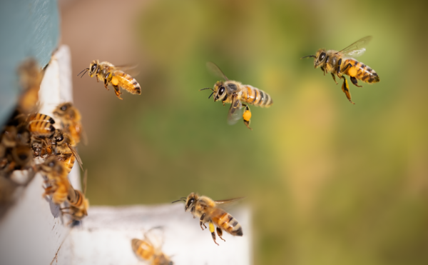 Honigbienen