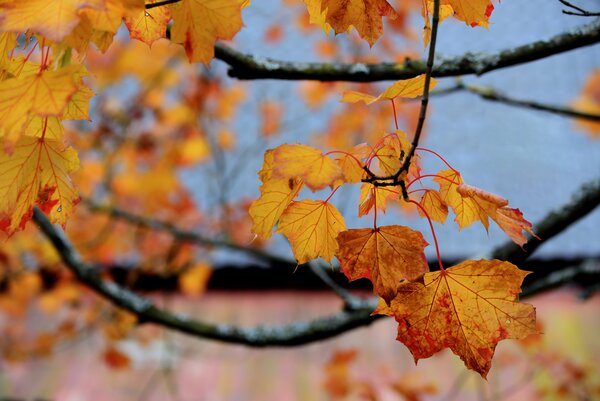 Herbst