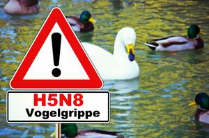 Hinweisschild auf Vogelgrippe - im Hintergrund Wildvögel, die auf einem Gewässer schwimmen